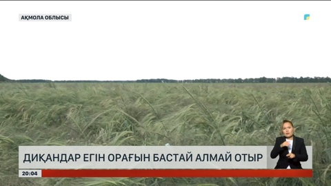 Ақмола облысында диқандар егінге орақ сала алмай отыр