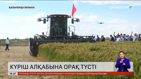 Қызылорда облысында күріш алқабына алғашқы орақ түсті