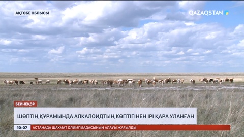 Ақтөбе облысында сиырлардың қырылу себебі: Жайылым шөп уланған