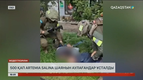 СҚО-да 24 тонна «Artemia salina» шаянын аулағандар ұсталды