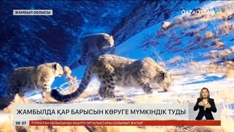 Жамбылда қар барысын көруге мүмкіндік туды