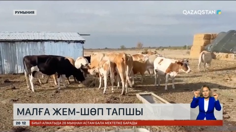 Еуропада вирустан мал қырылып жатыр