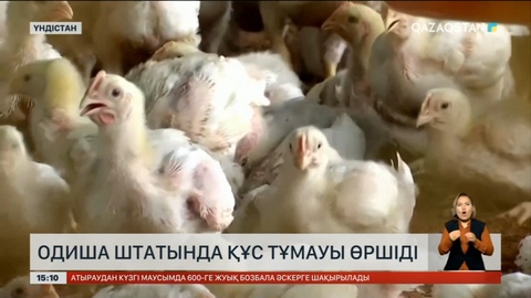 Үндістанда құс тұмауы өршіді