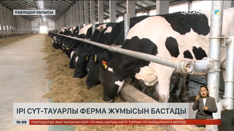 Павлодар облысының Ақсу кентіне шетелден 570 сиыр әкелінді