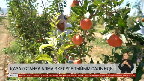 Қазақстанға алма әкелуге тыйым салынды