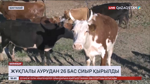 Қостанай облысында сібір жарасынан 26 бас сиыр қырылды