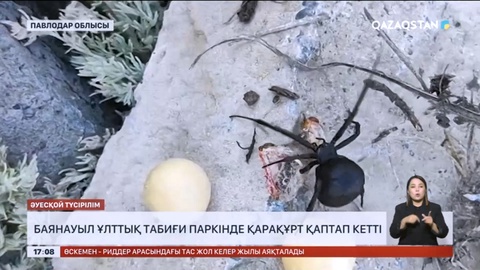 Баянауылда қарақұрттың кесірінен төтенше жағдай жариялануы мүмкін