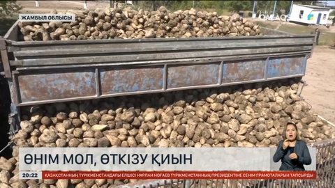 Жамбылдық шаруалар биыл қант қызылшасын жинауда рекорд жаңартуға жақын