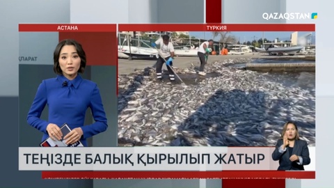 Түркияда теңізде балық қырылып жатыр