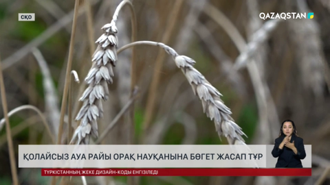 Қолайсыз ауа райы орақ науқанына бөгет жасап тұр