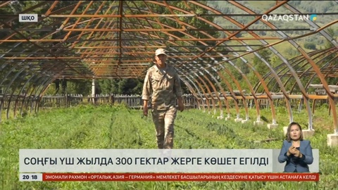 Соңғы үш жылда 300 гектар жерге көшет егілді