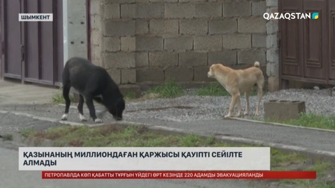 Шымкентте қаңғыбас ит-мысықтардан құтылуға бөлінген 500 млн теңге неге нәтиже бермеді?