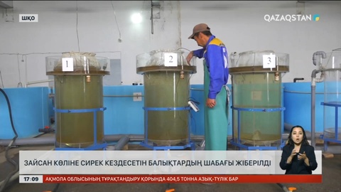 Зайсан көліне сирек кездесетін шабақтар жіберілді