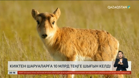 Киіктен шаруаларға 10 млрд теңге шығын келді