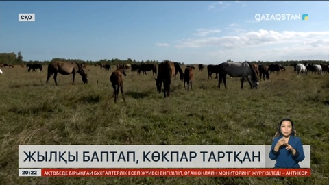 Солтүстікте тұратын Нұрлан Зағыпар жылқы бағудың қыр-сырымен бөлісті