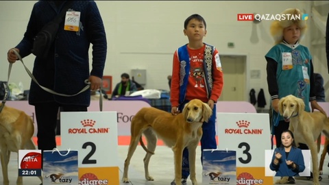 Қазақ тазысы өлмейді: Халықаралық кинология федерациясының шешімі белгілі болды