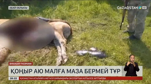 Қоңыр аю малға маза бермей тұр