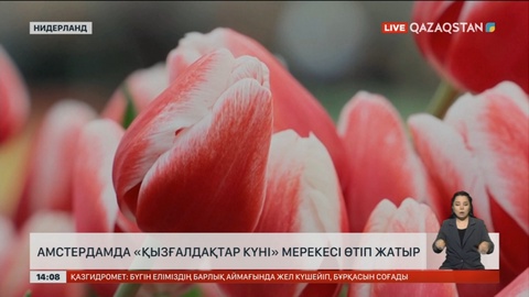 Нидерландта «Ұлттық қызғалдақтар күні» мерекесі басталды