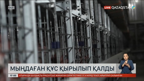 БҚО-да 100 мыңдай тауық қырылып қалды