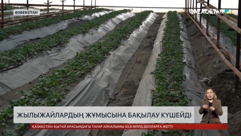 Өзбекстанда жылыжайлардың жұмысына бақылау күшейді