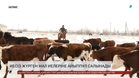 Ақтөбеде иесіз жүрген мал иелеріне айыппұл салынады