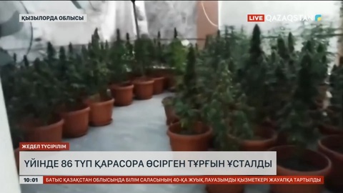 Қызылорда облысында полиция есірткі өсіретін фитозертхананың жұмысын тоқтатты