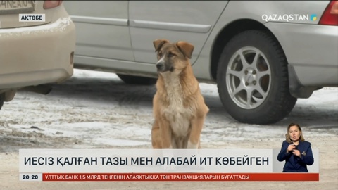 Ақтөбеде иесіз қалған тазы мен алабай ит көбейген
