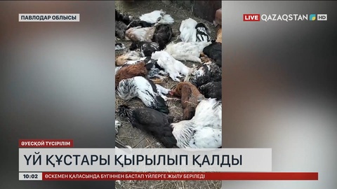  Павлодар облысында үй құстары қырылып қалды   