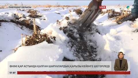 Павлодарлық диқандардың өнімі қар астында қалды