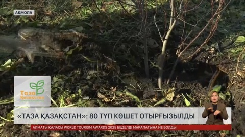 «Таза Қазақстан»: Шортанды кентінде 80 түп көшет екті