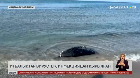 Итбалықтар вирустық инфекциядан қырылған