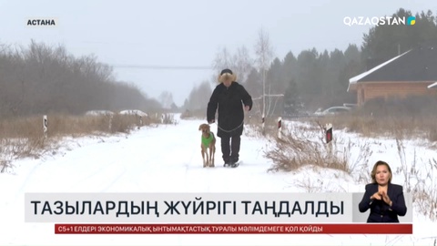 Қазақы тазы аңшылық сынақтан өтті 
