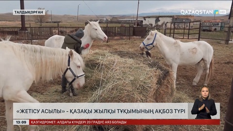 Жетісу асылы: Талдықорғанда ерекше ақбоз жылқылар өсірілуде