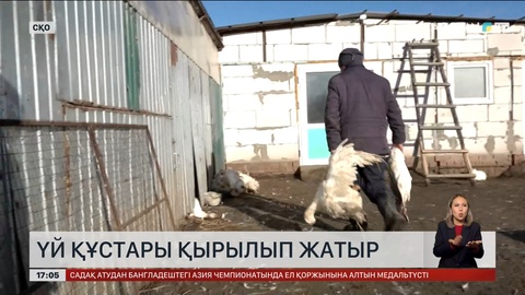 СҚО-да қаз атаулының бәрі қырылып жатыр