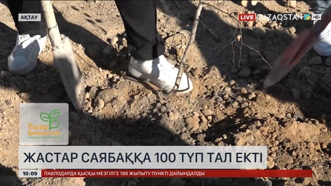 Ақтауда жастар саябаққа 100 түп тал екті