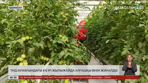 ТМД аумағындағы ең ірі жылыжайда алғашқы өнім жиналды