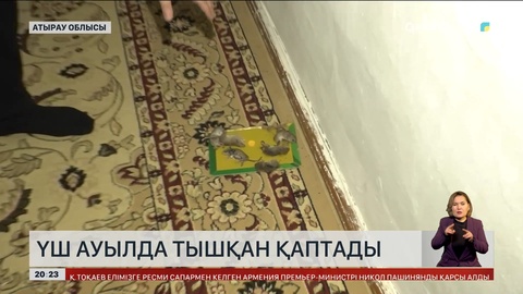  Атырауда үш ауылда тышқан қаптады