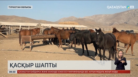 Түркістан облысында түз тағысы жайылымдағы малды қырып барады