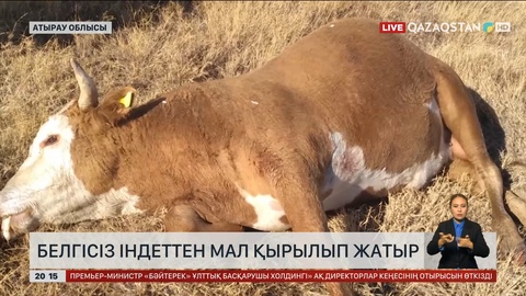 Атырау облысында белгісіз індеттен мал қырылып жатыр