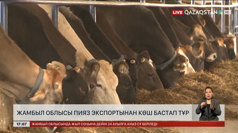 Жамбыл облысы пияз экспортынан көш бастап тұр 