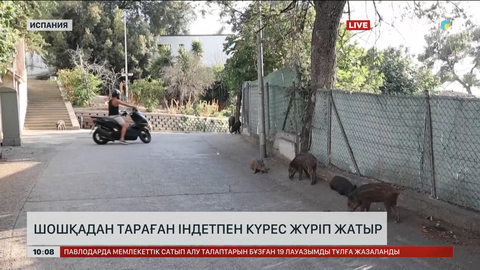 Испанияда шошқадан тараған індетпен күрес жүргізіліп жатыр