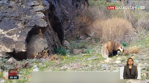 Алтын – Емел ұлттық паркінде алғаш рет борсық фототұзаққа түсті