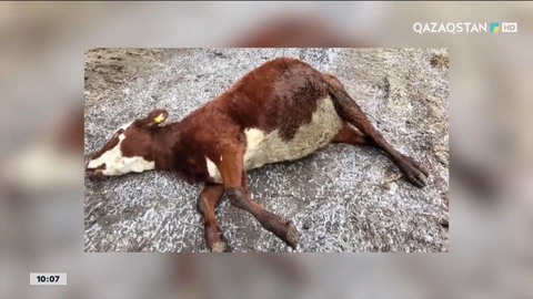  Ақмола облысында ірі қара белгісіз аурудан қырылды