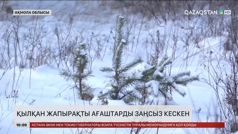 Ақмола облысында қылқан жапырақты ағаштарды заңсыз кескен