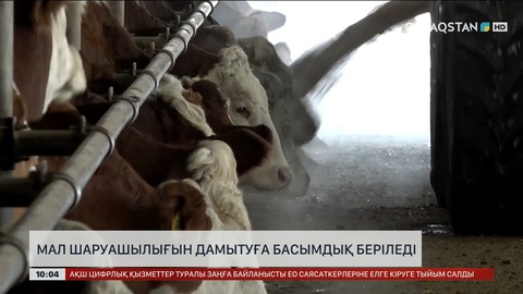 Әртараптандыру нәтижесі: Бұршақ дақылдарынан рекордтық өнім жиналды 