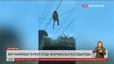 Шри-Ланкада бір маймыл бүкіл елді жарықсыз қалдырды