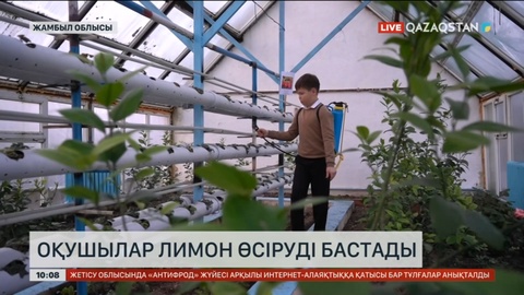 Жамбыл облысында оқушылар лимон өсіре бастады