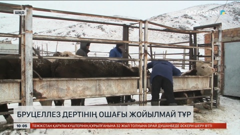 ШҚО-да бруцеллез дертінің ошағы жойылмай тұр