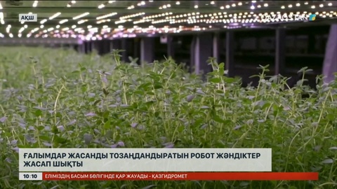 Ғалымдар жасанды тозаңдандыратын робот жәндіктер жасап шықты