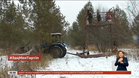 Ақмола облысында 4,7 млн ₸ тұратын қарағай тұқымы ұрланды